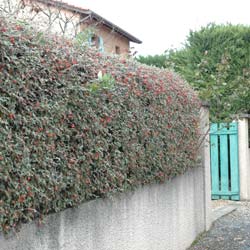 Cotoneaster franchetii